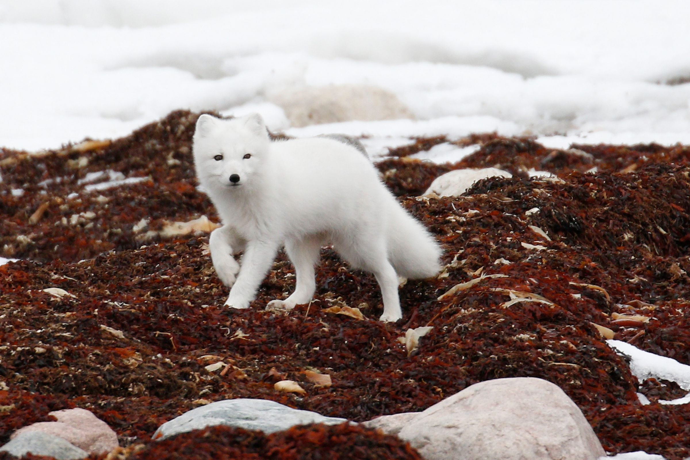 Животные Арктики Песец