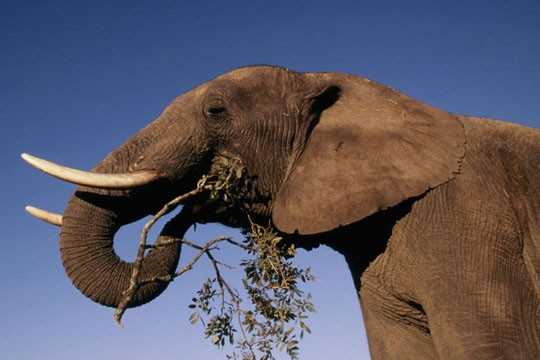 &copy;Martin Harvey / WWF-Canon