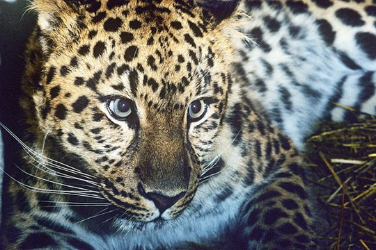 &copy;David Lawson / WWF-UK
