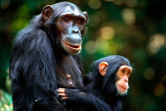 &copy;Michael Gunther / WWF - Canon