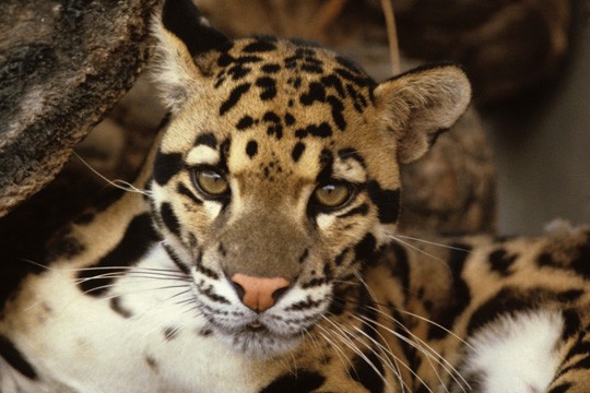 &copy;Bruce W Buntin / WWF-US