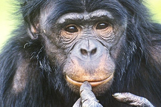 &copy;David Lawson / WWF UK