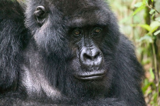 &copy;Roger Hooper - WWF Canon