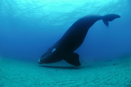 &copy;Brian J. Skerry / National Geographic Stock / WWF