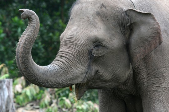 &copy;Samsul Komar / WWF-Indonesia