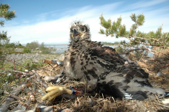 &copy;Ismo Nuuja / WWF-Finland