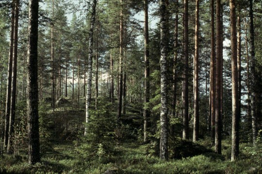 &copy;Mauri Rautkari / WWF-Canon