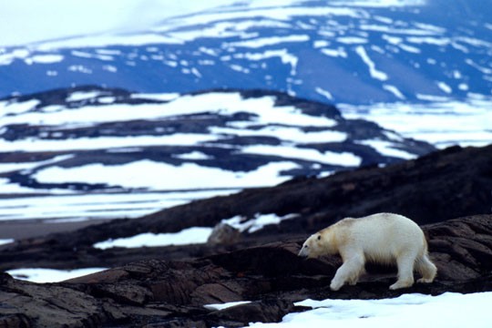 &copy;WWF