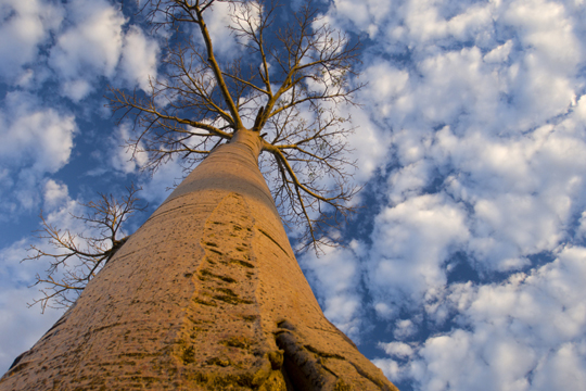 &copy;naturepl.com / Inaki Relanzon / WWF