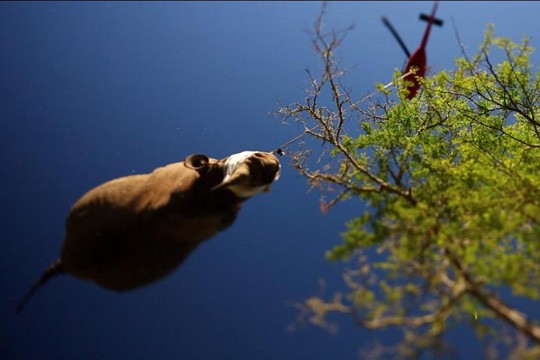 &copy;Michael Raimondo / Green Renaissance / WWF