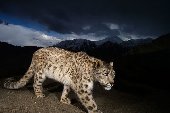 &copy;National Geographic Stock/ Steve Winter / WWF
