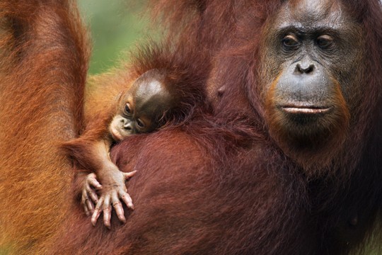 &copy;naturepl.com / Anup Shah / WWF