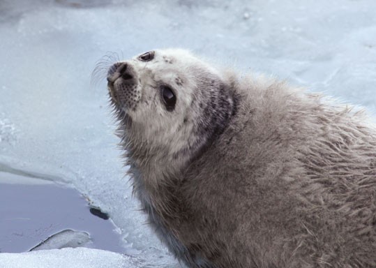 &copy; Juha Taskinen / WWF