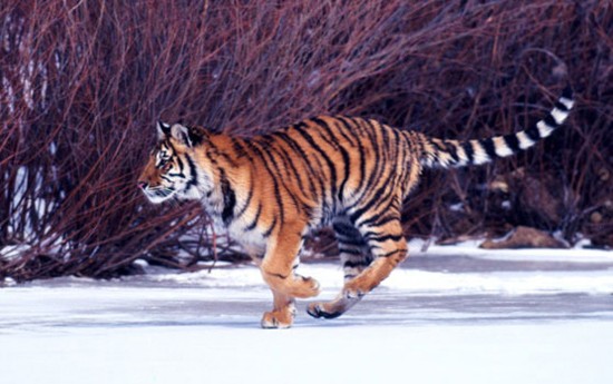 &copy; Klein & Hubert / WWF