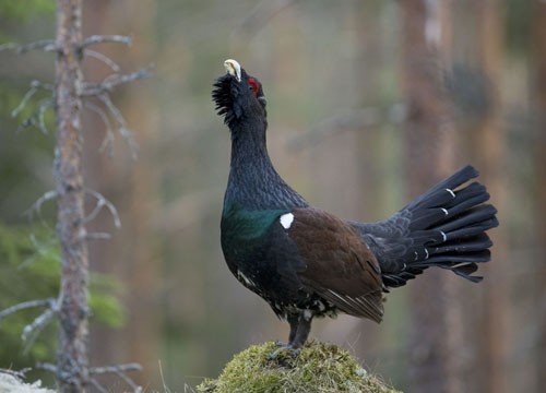 &copy; Wild Wonders of Europe /Erlend Haarberg / WWF