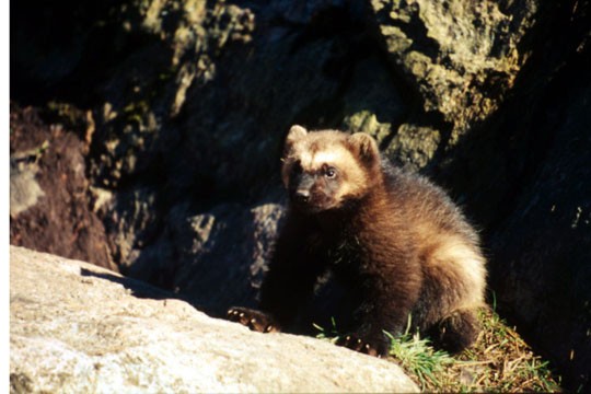 &copy;Chris Martin Bahr / WWF-Canon