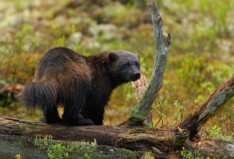 &copy;Staffan Widstrand / WWF