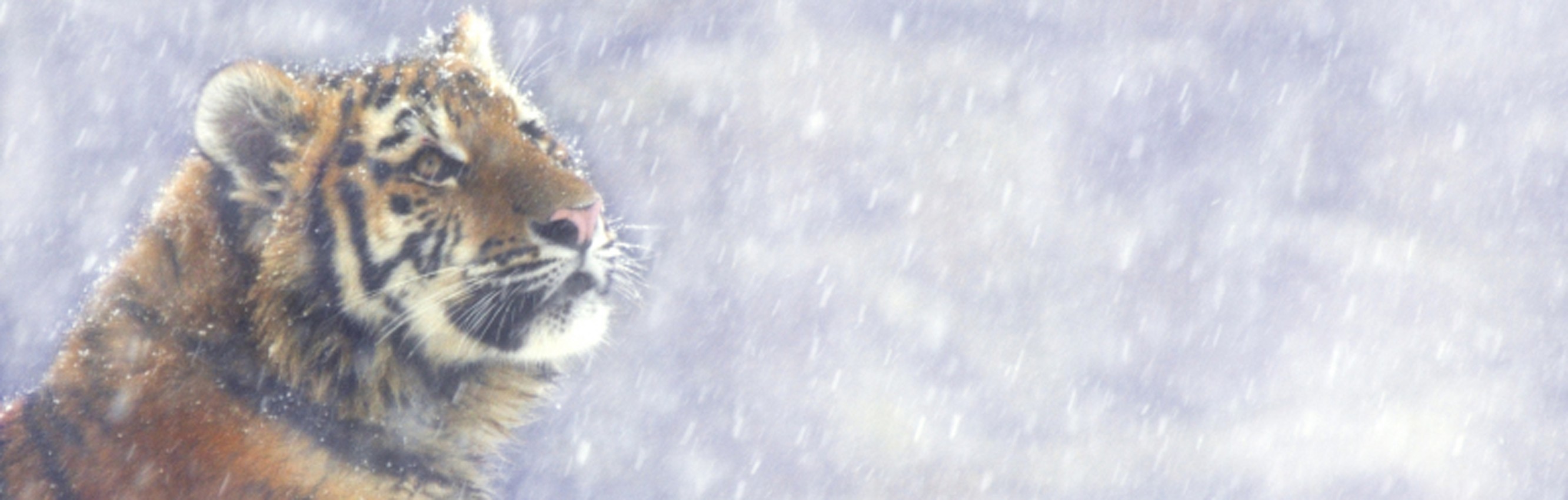 &copy;naturepl.com /Edwin Giesnbers / WWF 