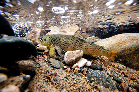 &copy;Johannes Sipponen / WWF