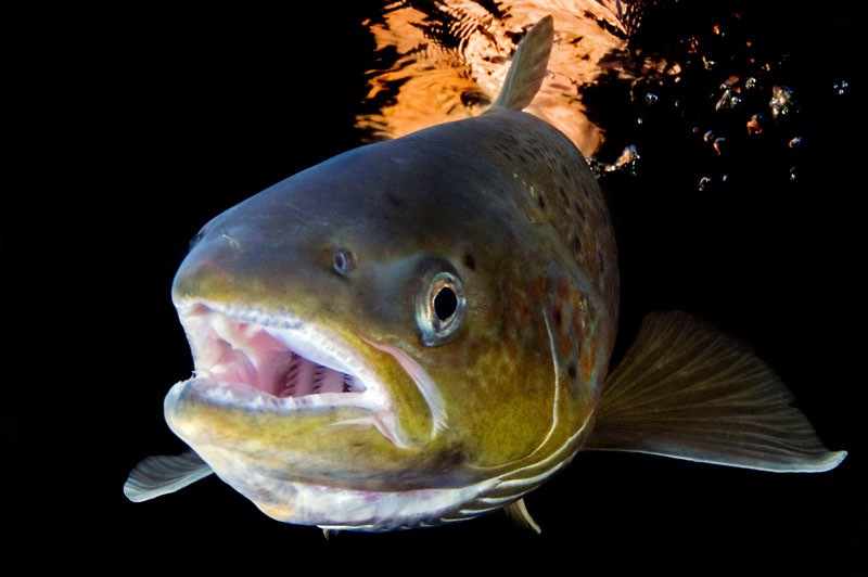 &copy;Wild Wonders of Europe Magnus Lundgren / WWF