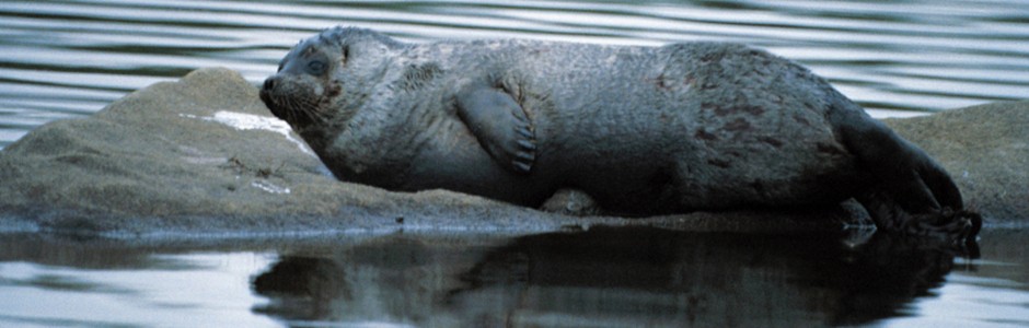 &copy;Juha Taskinen/WWF