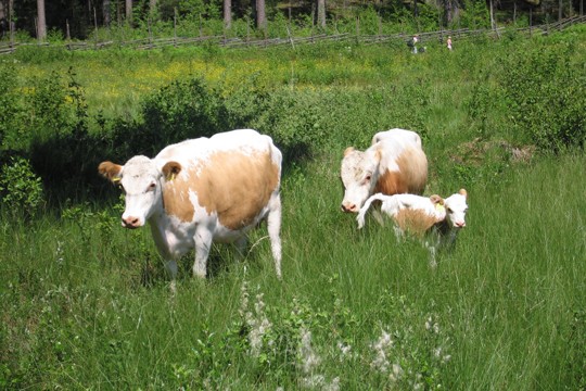 &copy;Jan W. Ahlforss / WWF-Finland