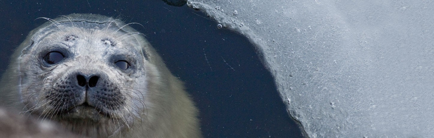 &copy;Juha Taskinen / WWF