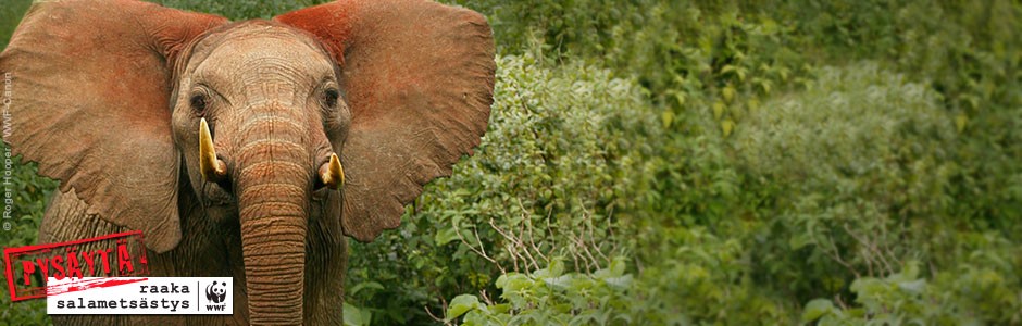 &copy;Roger Hooper / WWF-Canon