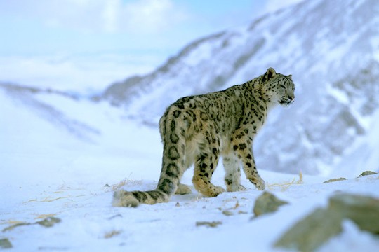 &copy;naturepl.com / Reinhard / ARCO / WWF-Canon