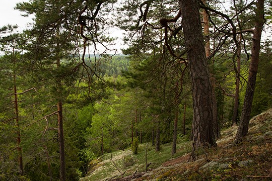 &copy;Sari N&auml;s&auml;l&auml; / WWF
