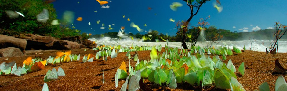 &copy;Zig Koch / WWF-Canon
