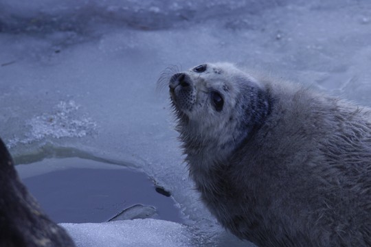 &copy;Juha Taskinen / WWF