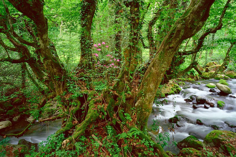 &copy;&copy; Wild Wonders of Europe /Georg Popp / WWF