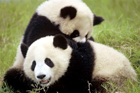 &copy;Michel Gunther / WWF