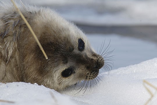 &copy;Juha Taskinen / WWF