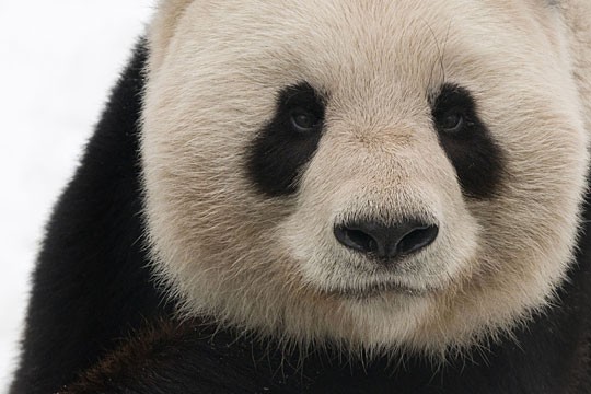 &copy;WWF
