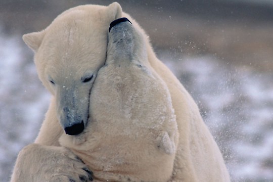 &copy;Staffan Widstrand / WWF
