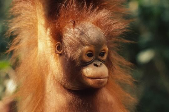 &copy;Michel Terrettaz WWF-Canon