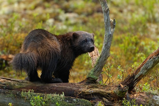 &copy;Staffan Widstrand / WWF
