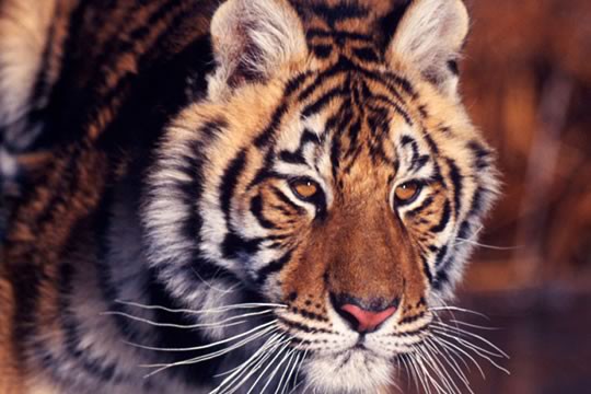 &copy;Klein et Hubert / WWF