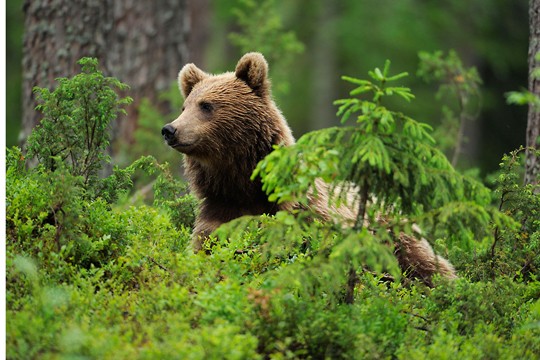 &copy;Staffan Widstrand / WWF
