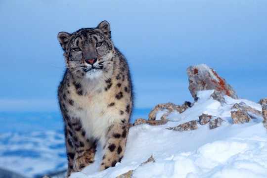 &copy;Klein Et Hubert / WWF