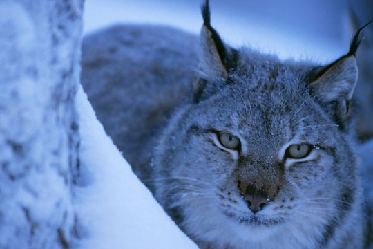&copy;Staffan Widstrand / WWF