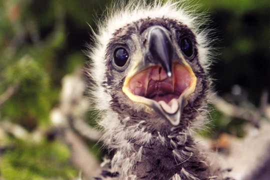 &copy;Hannu Ekblom / WWF
