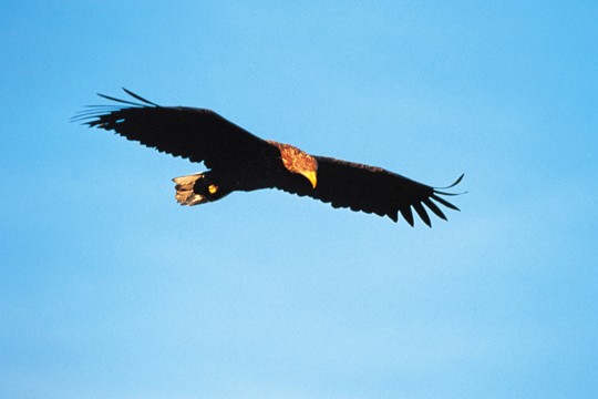 &copy;Seppo Ker&auml;nen / WWF