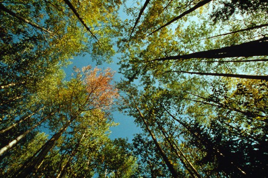 &copy;Per Angelstam / WWF-Canon
