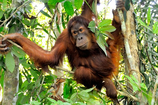 &copy;Fletcher Et Baylis / WWF Indonesia