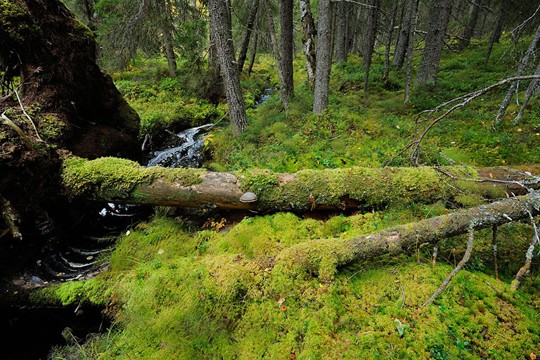 &copy;Staffan Widstrand / WWF