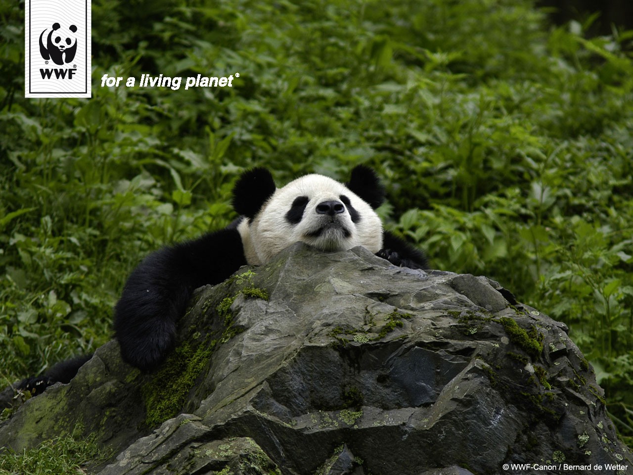 Panda lep&auml;&auml;
