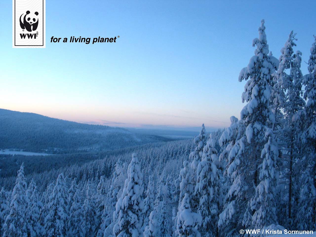 Lappi